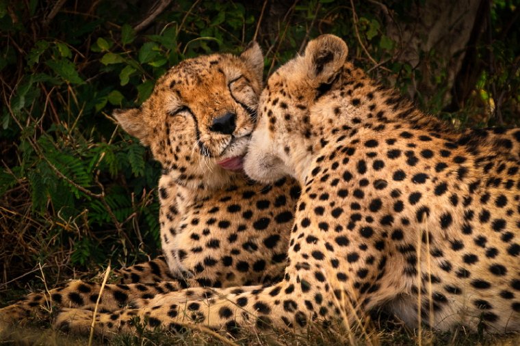 064 Masai Mara.jpg